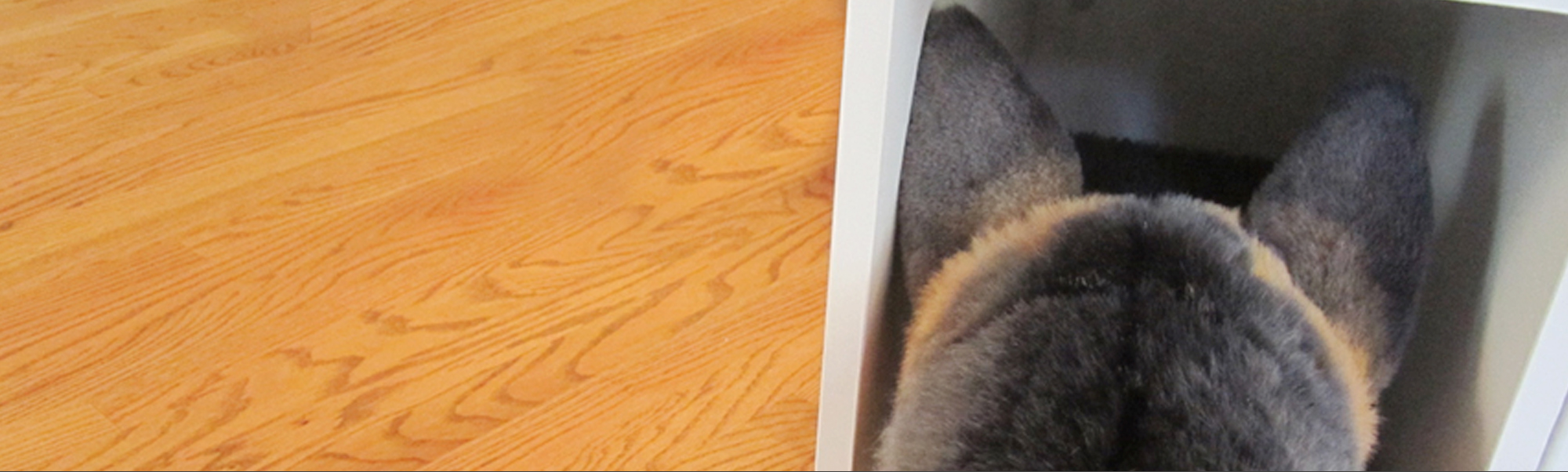 Keeps Dogs Out Out of Sight Litter Box