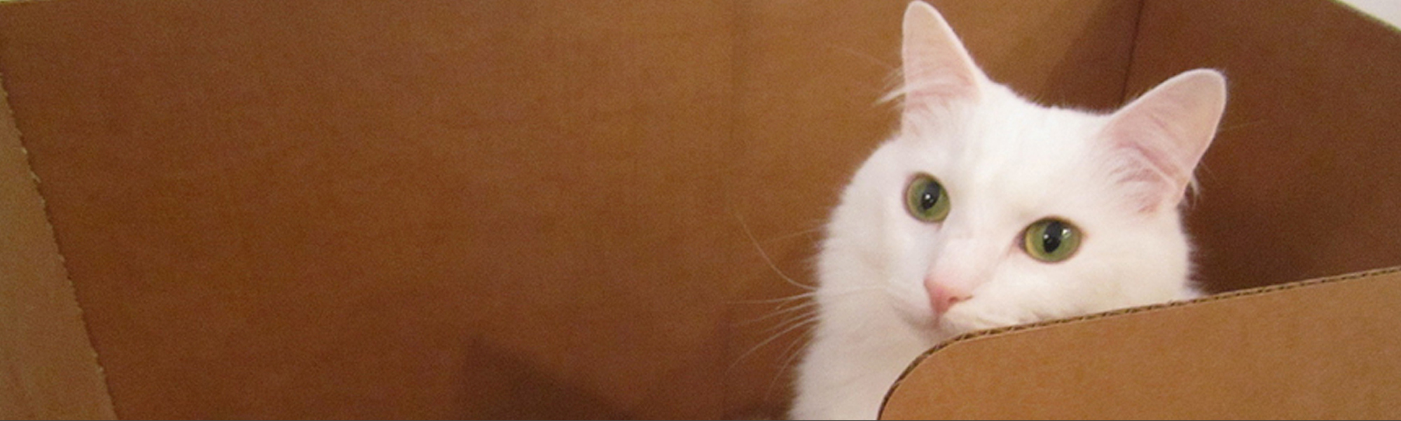 No More Litter Box Misses Out of Sight Litter Box