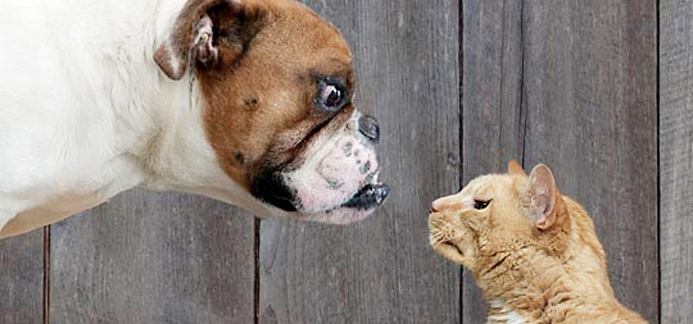 Dog keeps 2024 eating cat litter