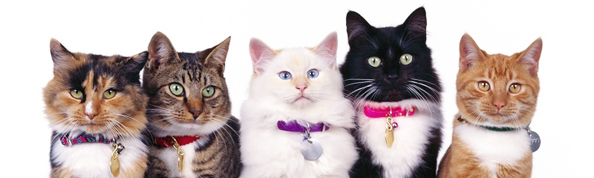 popularcatnamesoutof Out of Sight Litter Box