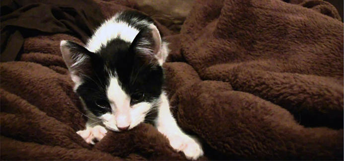 Cat kneading and sucking on a blanket.